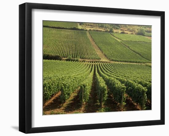 Vineyards Near Lugny, Burgundy (Bourgogne), France-Michael Busselle-Framed Photographic Print