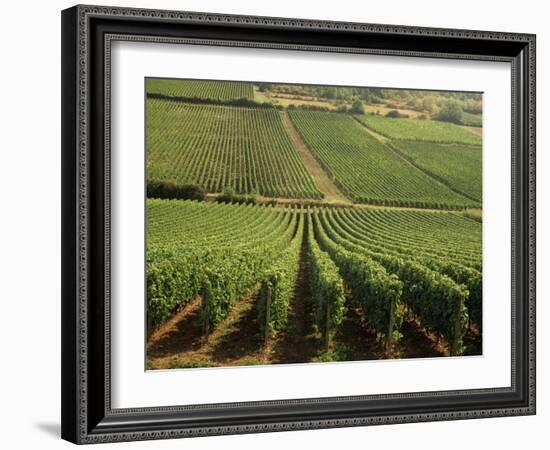 Vineyards Near Lugny, Burgundy (Bourgogne), France-Michael Busselle-Framed Photographic Print