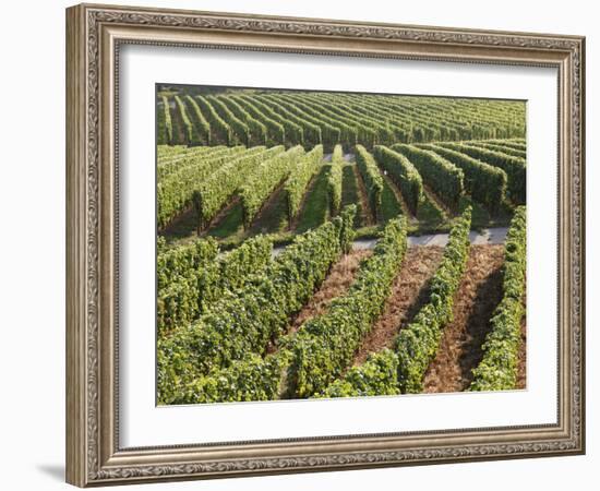 Vineyards Near Machtum, Mosel Valley, Luxembourg, Europe-Hans Peter Merten-Framed Photographic Print