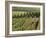 Vineyards Near Machtum, Mosel Valley, Luxembourg, Europe-Hans Peter Merten-Framed Photographic Print