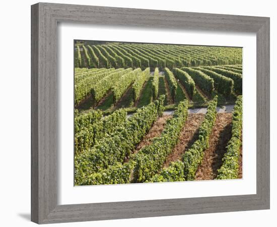 Vineyards Near Machtum, Mosel Valley, Luxembourg, Europe-Hans Peter Merten-Framed Photographic Print