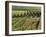 Vineyards Near Machtum, Mosel Valley, Luxembourg, Europe-Hans Peter Merten-Framed Photographic Print