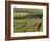 Vineyards Near Machtum, Mosel Valley, Luxembourg, Europe-Hans Peter Merten-Framed Photographic Print