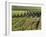 Vineyards Near Machtum, Mosel Valley, Luxembourg, Europe-Hans Peter Merten-Framed Photographic Print