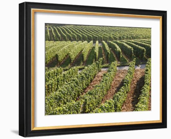 Vineyards Near Machtum, Mosel Valley, Luxembourg, Europe-Hans Peter Merten-Framed Photographic Print