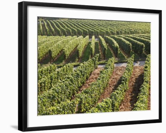 Vineyards Near Machtum, Mosel Valley, Luxembourg, Europe-Hans Peter Merten-Framed Photographic Print