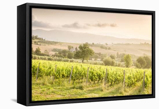 Vineyards near Montefalco, known for its red wine of Sagrantino, Val di Spoleto, Umbria, Italy-Julian Elliott-Framed Premier Image Canvas