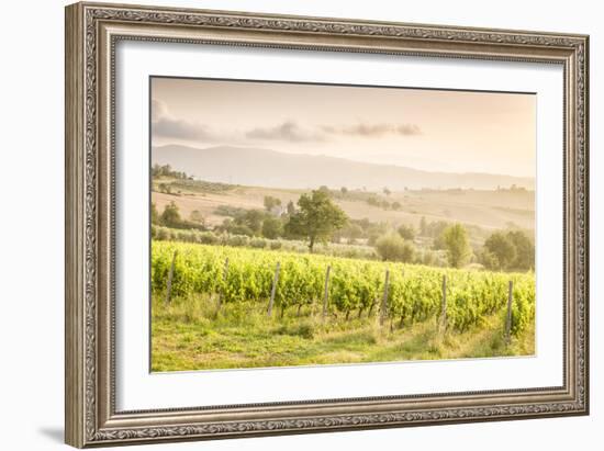 Vineyards near Montefalco, known for its red wine of Sagrantino, Val di Spoleto, Umbria, Italy-Julian Elliott-Framed Photographic Print