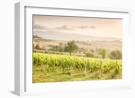 Vineyards near Montefalco, known for its red wine of Sagrantino, Val di Spoleto, Umbria, Italy-Julian Elliott-Framed Photographic Print