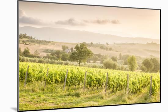 Vineyards near Montefalco, known for its red wine of Sagrantino, Val di Spoleto, Umbria, Italy-Julian Elliott-Mounted Photographic Print