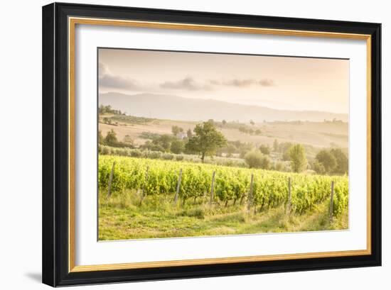 Vineyards near Montefalco, known for its red wine of Sagrantino, Val di Spoleto, Umbria, Italy-Julian Elliott-Framed Photographic Print