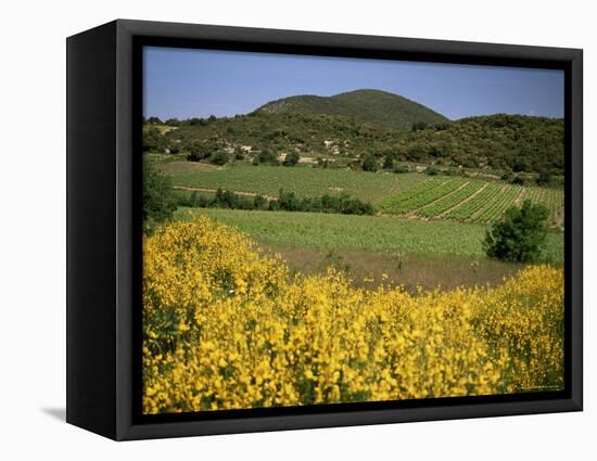 Vineyards Near Moureze, Herault, Languedoc-Roussillon, France-Michael Busselle-Framed Premier Image Canvas