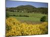 Vineyards Near Moureze, Herault, Languedoc-Roussillon, France-Michael Busselle-Mounted Photographic Print