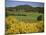 Vineyards Near Moureze, Herault, Languedoc-Roussillon, France-Michael Busselle-Mounted Photographic Print