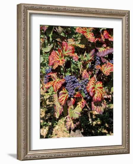 Vineyards Near Nuits St. Georges, Burgundy, France-Adam Woolfitt-Framed Photographic Print