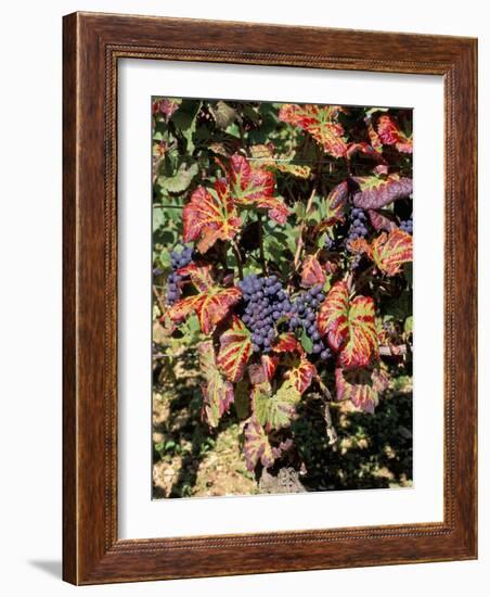 Vineyards Near Nuits St. Georges, Burgundy, France-Adam Woolfitt-Framed Photographic Print