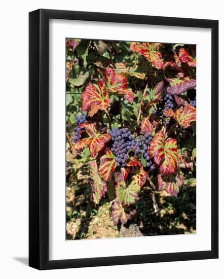 Vineyards Near Nuits St. Georges, Burgundy, France-Adam Woolfitt-Framed Photographic Print