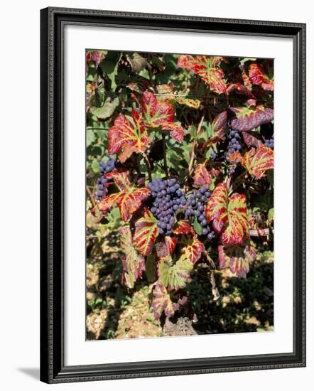 Vineyards Near Nuits St. Georges, Burgundy, France-Adam Woolfitt-Framed Photographic Print