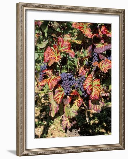 Vineyards Near Nuits St. Georges, Burgundy, France-Adam Woolfitt-Framed Photographic Print