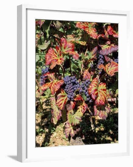 Vineyards Near Nuits St. Georges, Burgundy, France-Adam Woolfitt-Framed Photographic Print