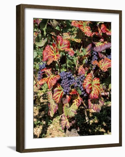 Vineyards Near Nuits St. Georges, Burgundy, France-Adam Woolfitt-Framed Photographic Print