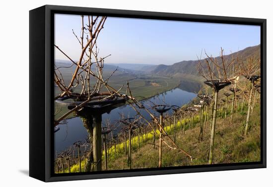 Vineyards near Piesport, Moselle Valley, Rhineland-Palatinate, Germany, Europe-Hans-Peter Merten-Framed Premier Image Canvas