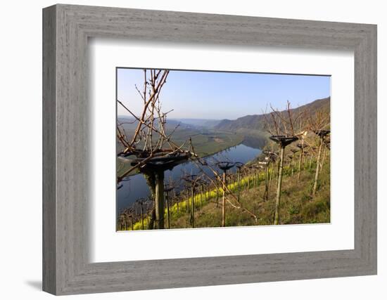 Vineyards near Piesport, Moselle Valley, Rhineland-Palatinate, Germany, Europe-Hans-Peter Merten-Framed Photographic Print