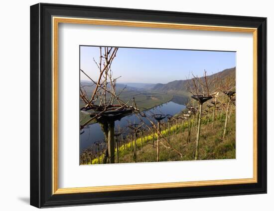 Vineyards near Piesport, Moselle Valley, Rhineland-Palatinate, Germany, Europe-Hans-Peter Merten-Framed Photographic Print