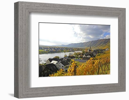 Vineyards near Piesport, Moselle Valley, Rhineland-Palatinate, Germany, Europe-Hans-Peter Merten-Framed Photographic Print