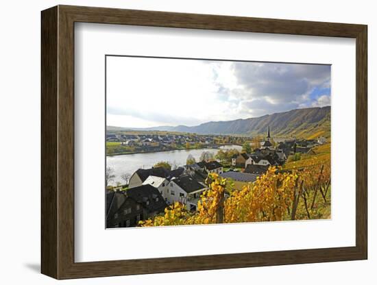 Vineyards near Piesport, Moselle Valley, Rhineland-Palatinate, Germany, Europe-Hans-Peter Merten-Framed Photographic Print