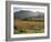 Vineyards Near Roquebrun Sur Argens, Var, Provence, France-Michael Busselle-Framed Photographic Print