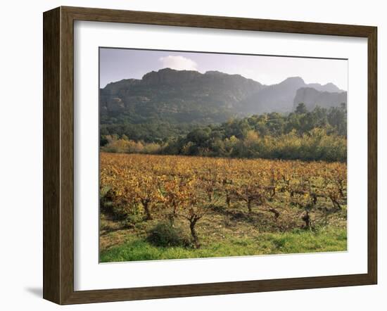 Vineyards Near Roquebrun Sur Argens, Var, Provence, France-Michael Busselle-Framed Photographic Print