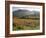 Vineyards Near Roquebrun Sur Argens, Var, Provence, France-Michael Busselle-Framed Photographic Print