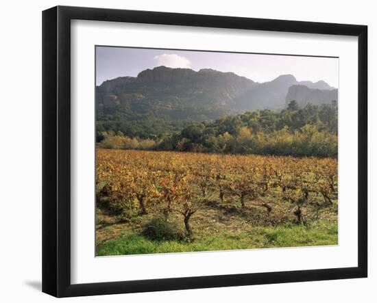 Vineyards Near Roquebrun Sur Argens, Var, Provence, France-Michael Busselle-Framed Photographic Print