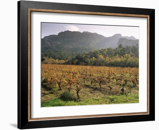 Vineyards Near Roquebrun Sur Argens, Var, Provence, France-Michael Busselle-Framed Photographic Print