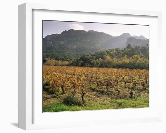 Vineyards Near Roquebrun Sur Argens, Var, Provence, France-Michael Busselle-Framed Photographic Print