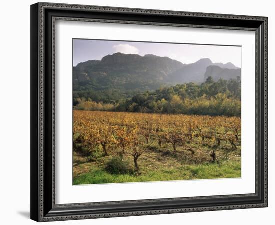 Vineyards Near Roquebrun Sur Argens, Var, Provence, France-Michael Busselle-Framed Photographic Print