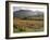 Vineyards Near Roquebrun Sur Argens, Var, Provence, France-Michael Busselle-Framed Photographic Print