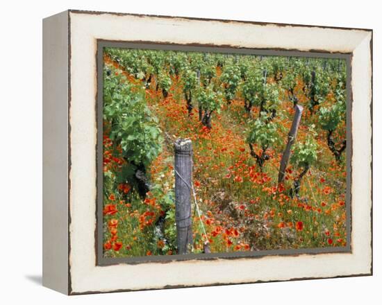 Vineyards Near Sauterne, Gironde, Aquitaine, France-Michael Busselle-Framed Premier Image Canvas