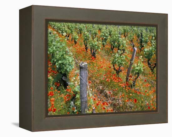 Vineyards Near Sauterne, Gironde, Aquitaine, France-Michael Busselle-Framed Premier Image Canvas