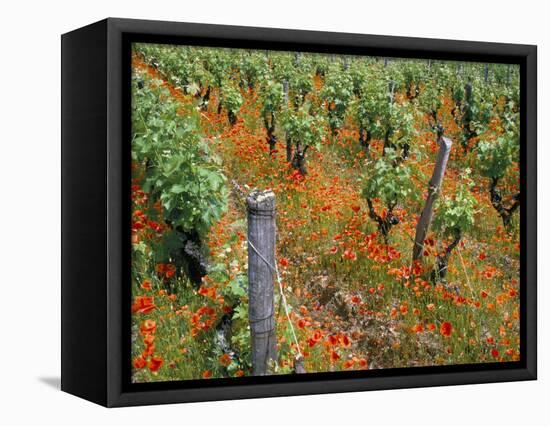 Vineyards Near Sauterne, Gironde, Aquitaine, France-Michael Busselle-Framed Premier Image Canvas