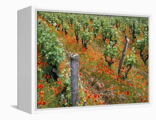 Vineyards Near Sauterne, Gironde, Aquitaine, France-Michael Busselle-Framed Premier Image Canvas