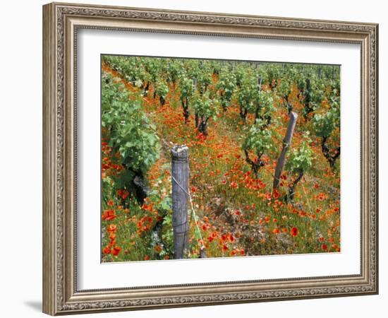 Vineyards Near Sauterne, Gironde, Aquitaine, France-Michael Busselle-Framed Photographic Print