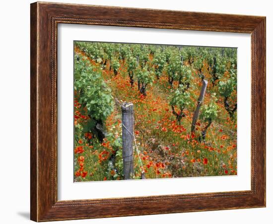 Vineyards Near Sauterne, Gironde, Aquitaine, France-Michael Busselle-Framed Photographic Print