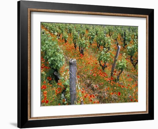 Vineyards Near Sauterne, Gironde, Aquitaine, France-Michael Busselle-Framed Photographic Print