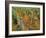 Vineyards Near Sauterne, Gironde, Aquitaine, France-Michael Busselle-Framed Photographic Print