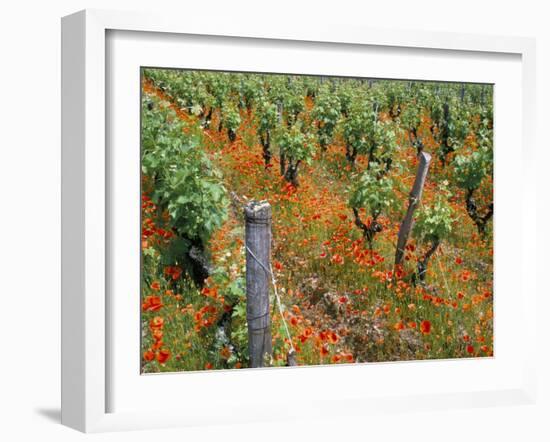 Vineyards Near Sauterne, Gironde, Aquitaine, France-Michael Busselle-Framed Photographic Print