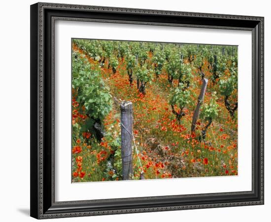Vineyards Near Sauterne, Gironde, Aquitaine, France-Michael Busselle-Framed Photographic Print