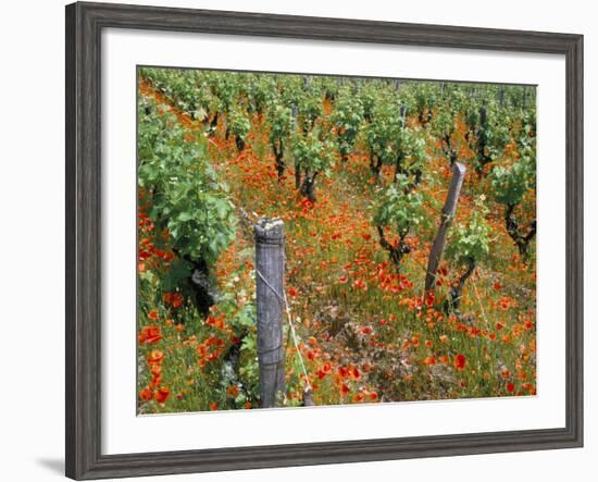 Vineyards Near Sauterne, Gironde, Aquitaine, France-Michael Busselle-Framed Photographic Print