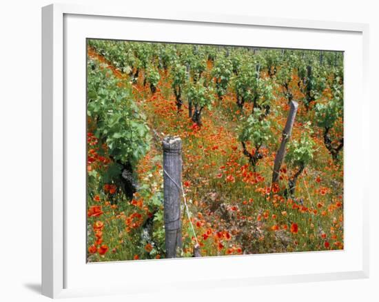 Vineyards Near Sauterne, Gironde, Aquitaine, France-Michael Busselle-Framed Photographic Print